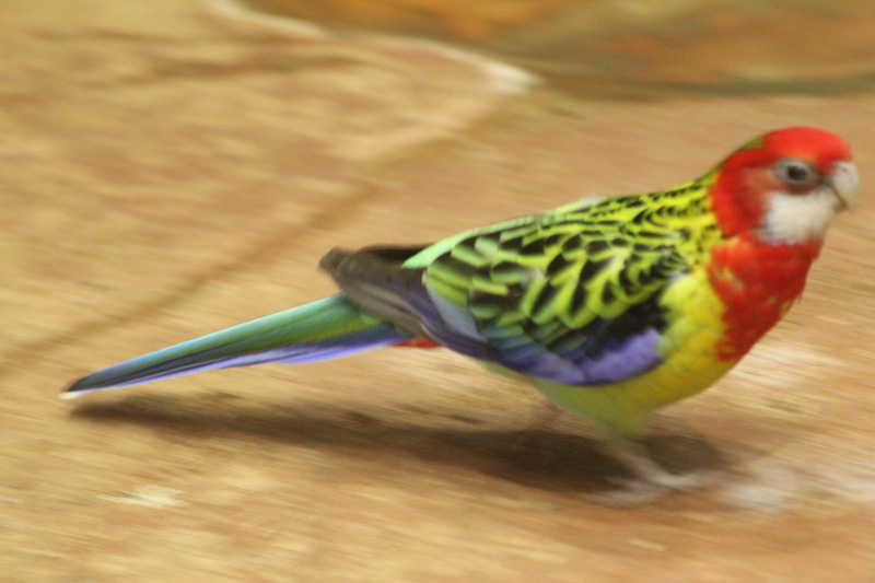 slideshow